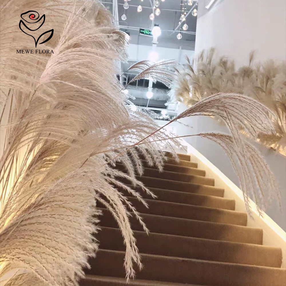 200PCS Natural Dried Fluffy Re - Pampas Grass Decor ulasan dan harga