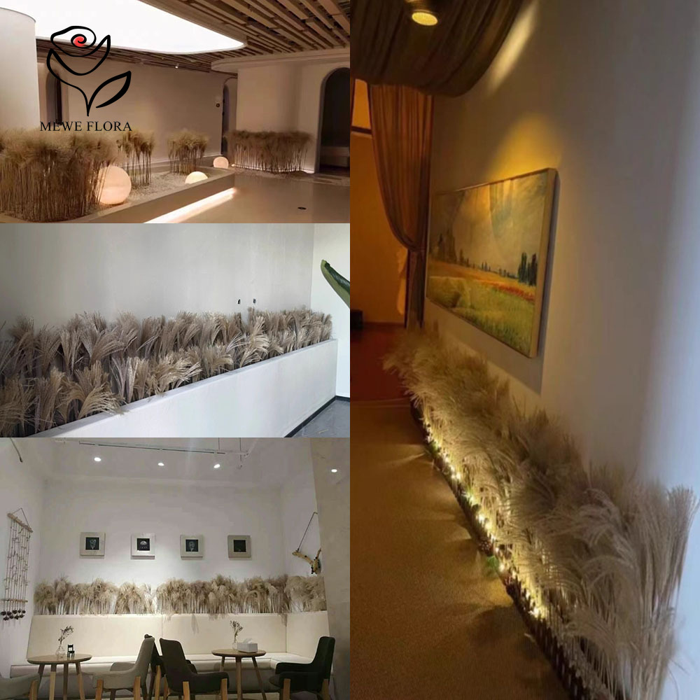 200PCS Natural Dried Fluffy Re - Pampas Grass Decor ulasan dan harga