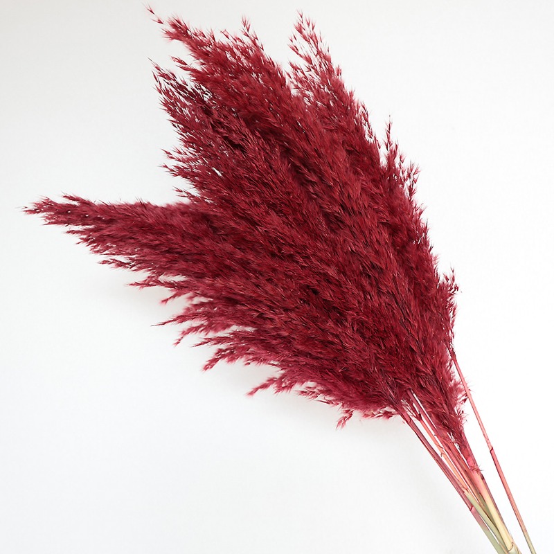 10Pcs Colorful Natural Reeds P - Pampas Grass Decor ulasan dan harga