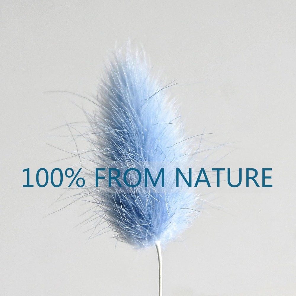 100PCS Blue Hare's-tail Grass  - Pampas Grass Decor ulasan dan harga